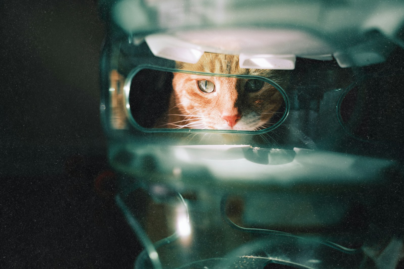 A cat peeks out from inside a container.