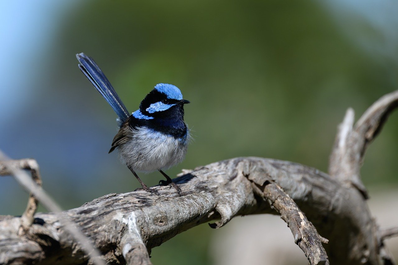superb fairywren, fairywren, blue wren, wren, bird, malurus cyaneus, wildlife, wild, bird watching, ornithology, avian, male bird, nature, animal, australia, australian